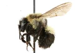 Image of Common Eastern Bumblebee