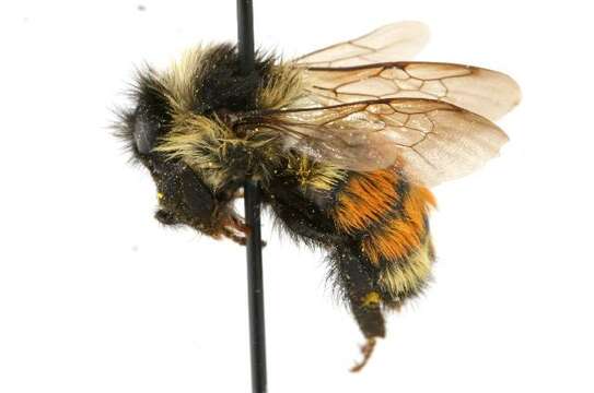 Image of Tricolored Bumble Bee