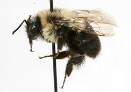 Image of Common Eastern Bumblebee