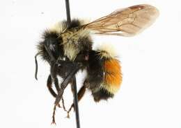 Image of Tricolored Bumble Bee