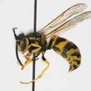 Image of Vespula maculifrons (Buysson 1905)