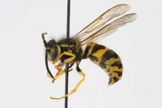 Image de Vespula maculifrons (Buysson 1905)