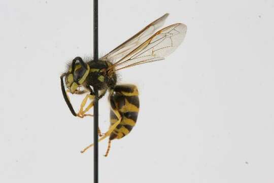 Image de Vespula maculifrons (Buysson 1905)