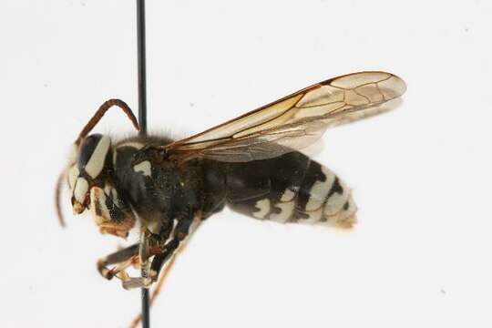 Image of Bald-faced Hornet