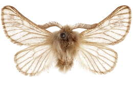 Image of mediterranean flannel moths