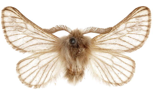 Image of mediterranean flannel moths