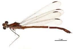 Image of Dicteriadidae