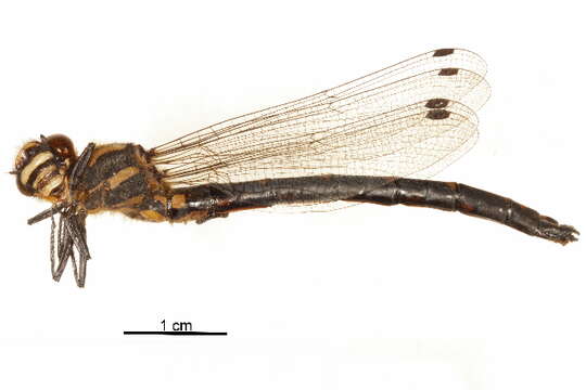 Image of Anisozygoptera