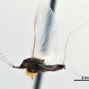 Image de Tricorythidae