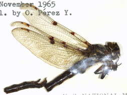 Image of Neopetaliidae