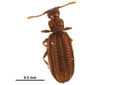 Image of akalyptoischiid scavenger beetles