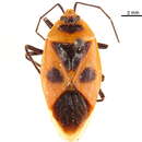 Image of Parastrachiidae