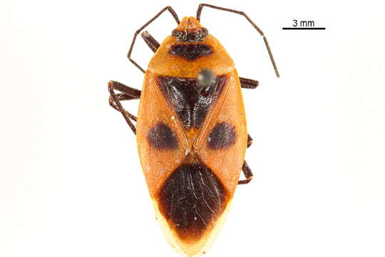 Image of Pentatomoidea