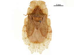 Image of Phloeidae