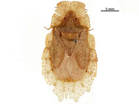 Image of Phloeidae