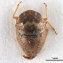 Image of Helotrephidae Esaki & China 1927