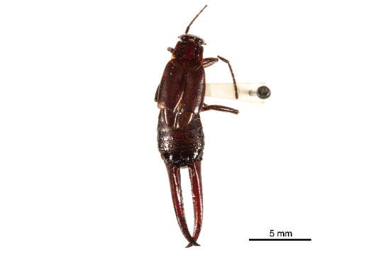 Image of Chelisochinae