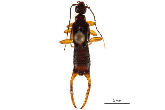 Image of Chelisochinae