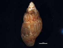 Image of Amphissa columbiana Dall 1916