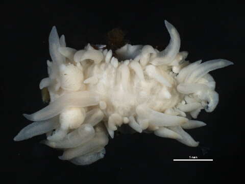 Plancia ëd Antiopella fusca (O'Donoghue 1924)