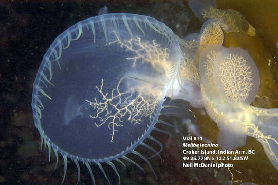 Image of Hooded sea slug