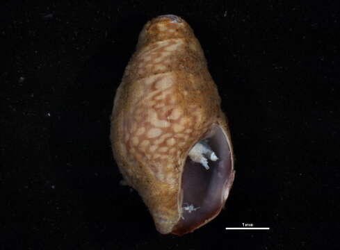 Image of Mitrella gausapata (Gould 1850)