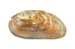 Image of mussel