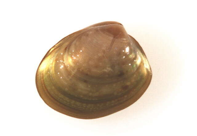 Image of nut clams