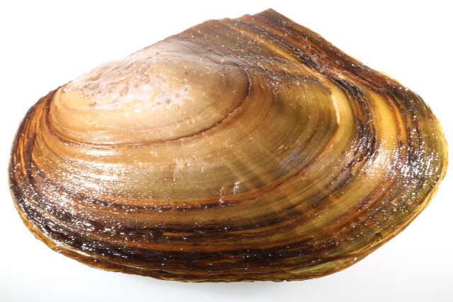 Image of mussel