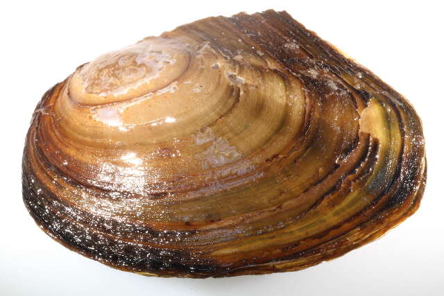 Image of mussel