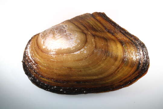 Image of mussel