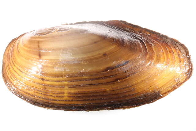 Image of mussel