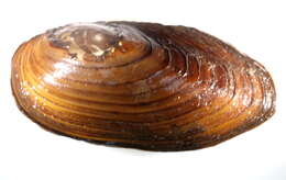 Image of mussel