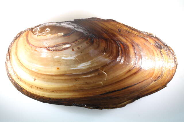 Image of mussel