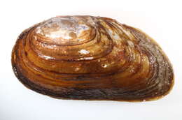 Image of mussel