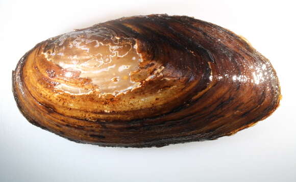 Image of mussel