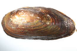 Image of mussel