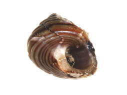 Image of Trochida