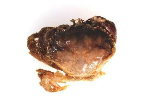 Image of crab