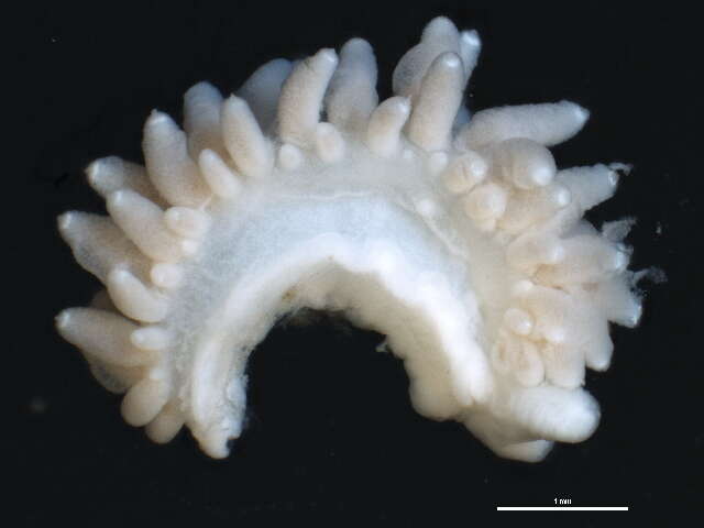 Orienthella trilineata (O'Donoghue 1921) resmi