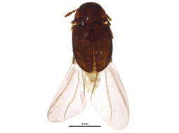 Image of Hydnobius