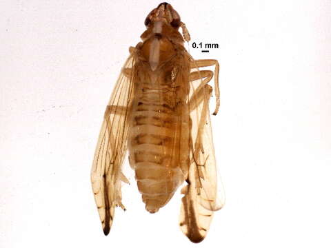 Image of delphacid planthoppers