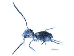 Image of Dicyrtomoidea