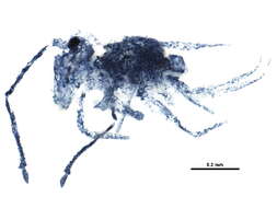 Image of Dicyrtomoidea