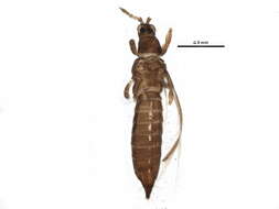 Plancia ëd Microcephalothrips abdominalis (Crawford DL 1910)