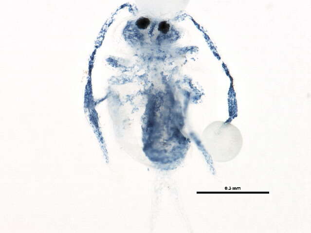 Image of Dicyrtomoidea