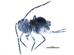 Image of Dicyrtomoidea