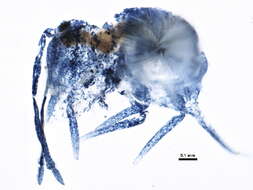 Image of Dicyrtomoidea