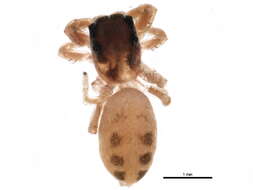 Image of Pelegrina proterva (Walckenaer 1837)