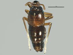 Sivun Delphacidae kuva